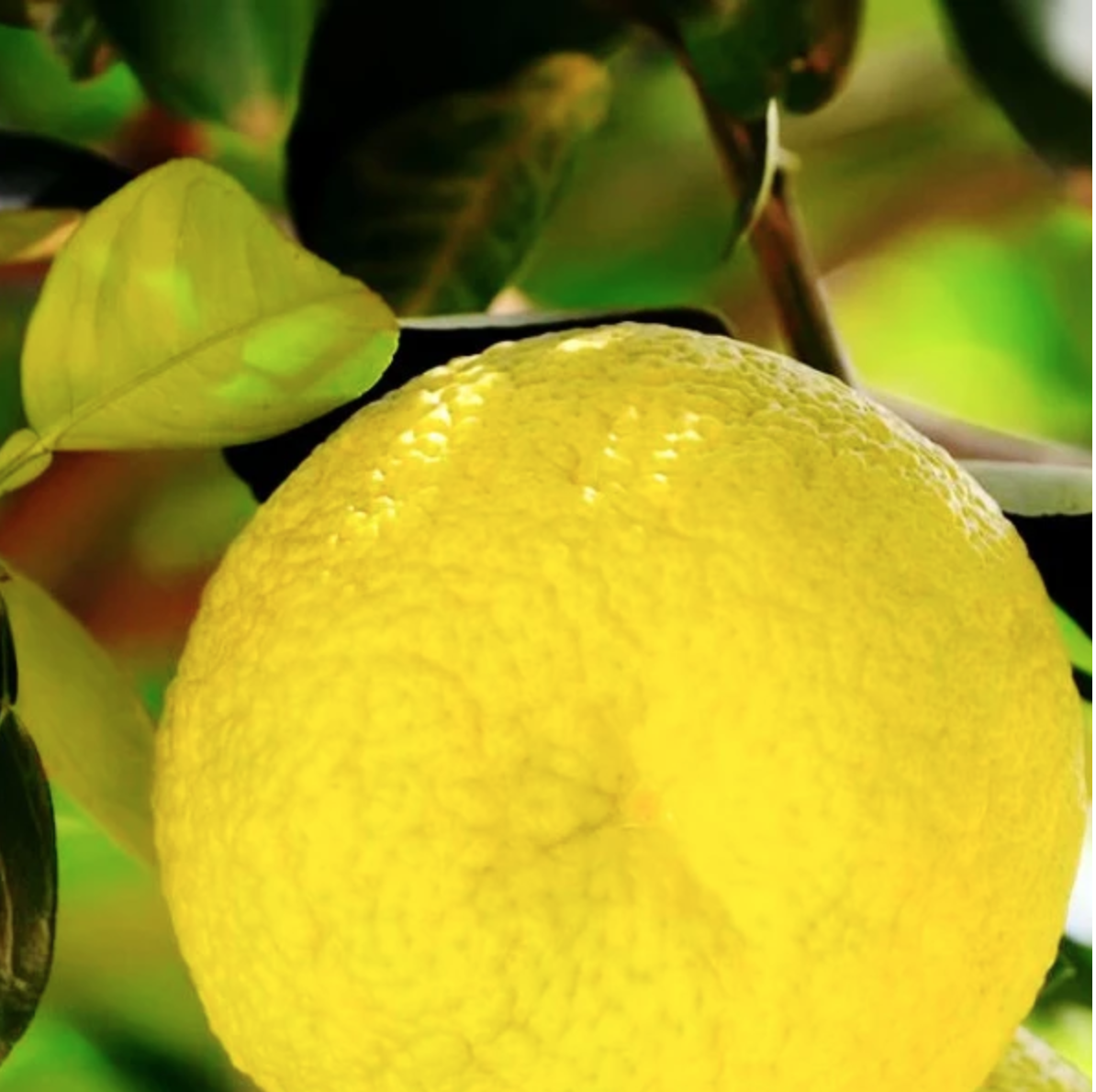 Grapefruit Essential Oil 10ml Julie Foster